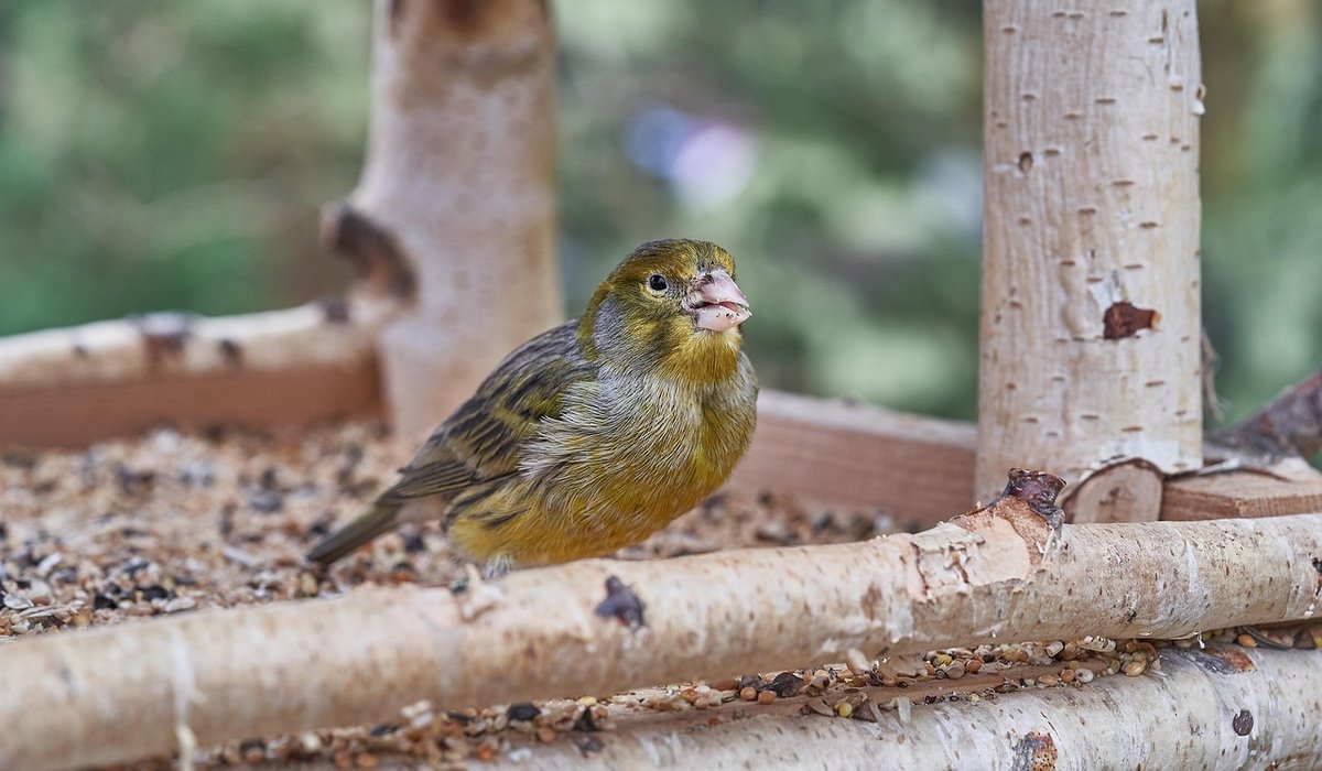Best native shrubs for providing autumn berries to birds