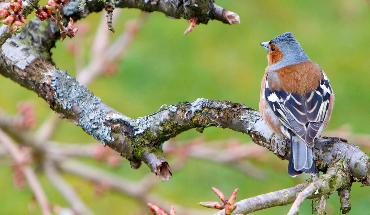 Best ways to provide water for garden birds