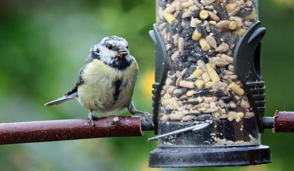 Choosing the right seed mix for small garden birds