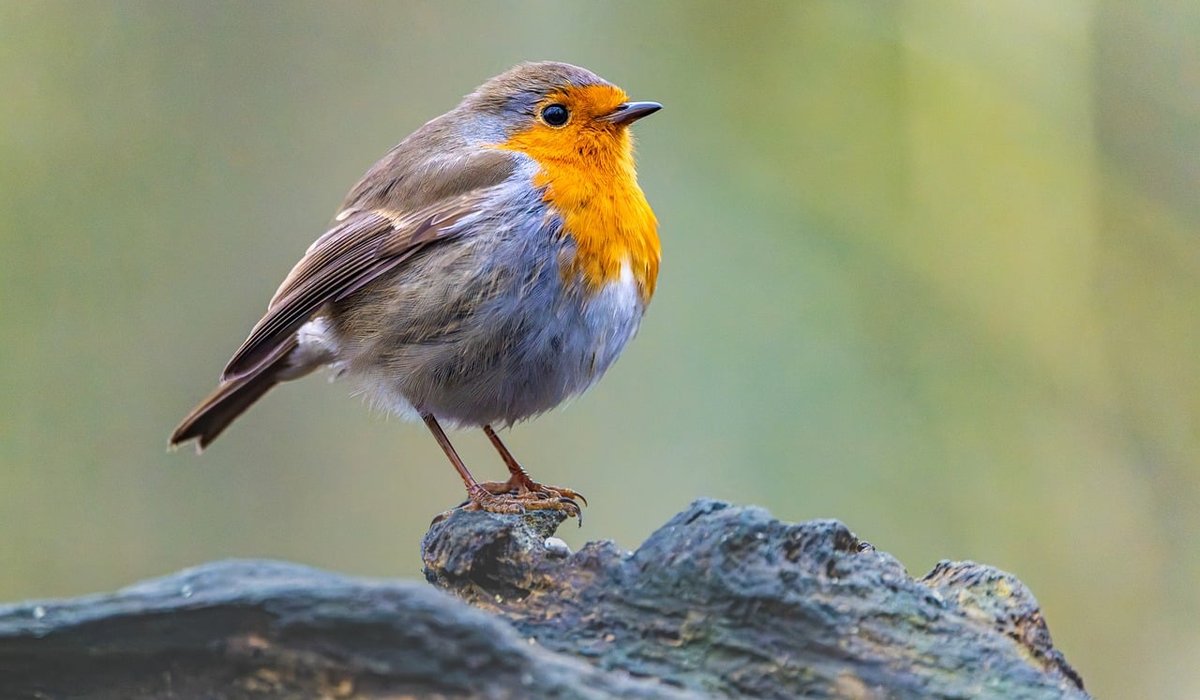 Feeding birds in winter without encouraging rats