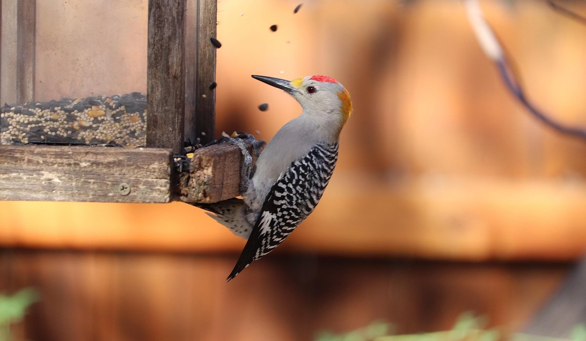 How to attract robins to your garden bird table
