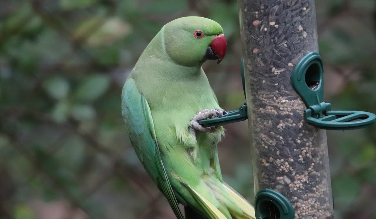 How to clean bird feeders safely and regularly