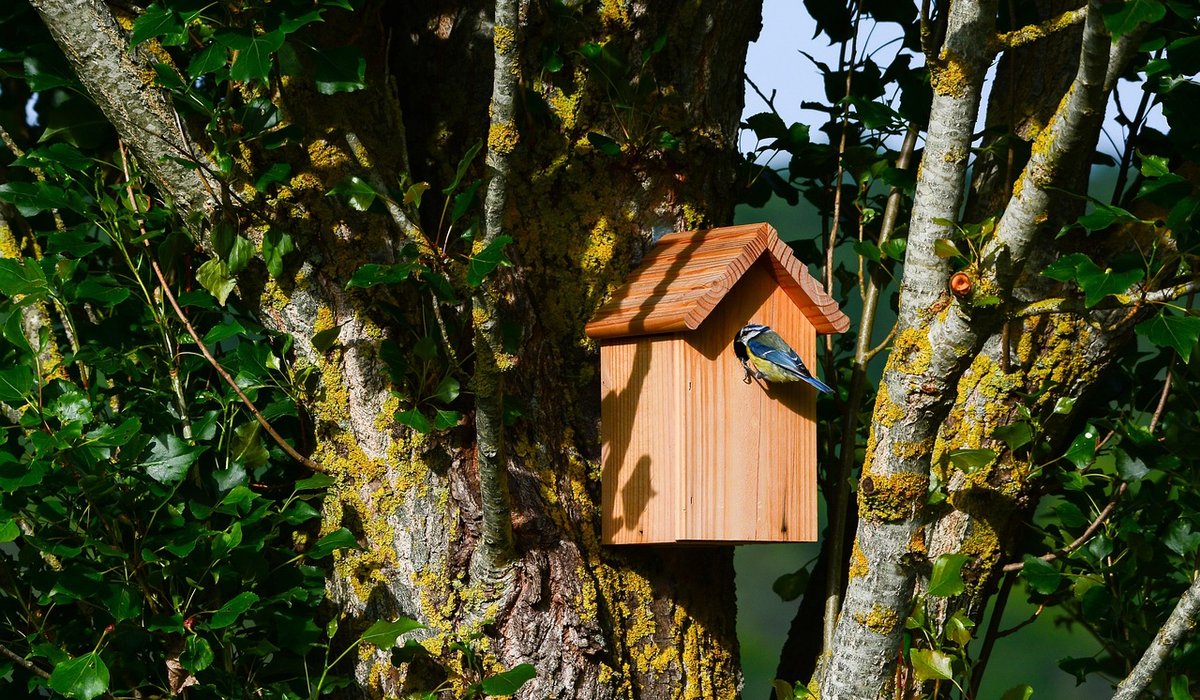 How to deter cats from visiting your bird feeder