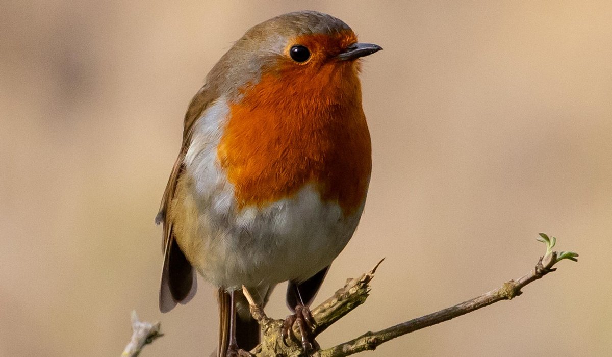 Identifying common British garden birds by song