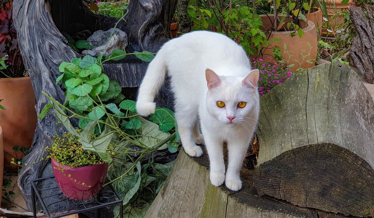 Keeping a nature journal of garden wildlife sightings