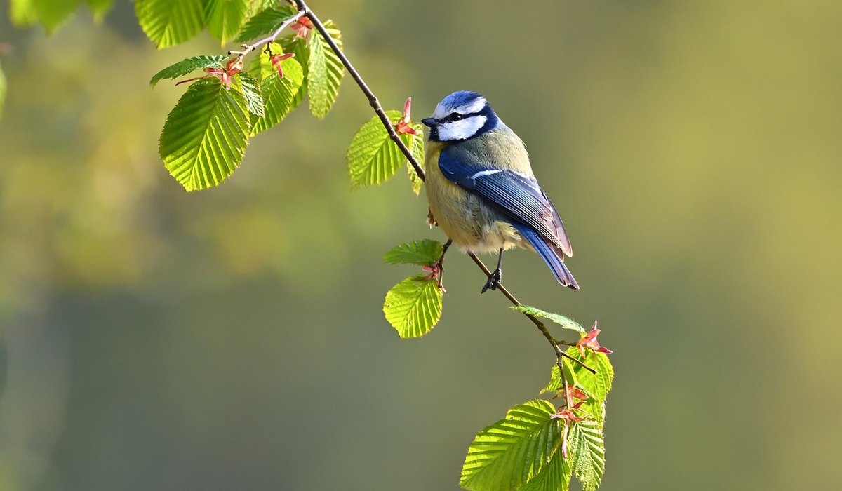 Preparing your garden for spring nesting season