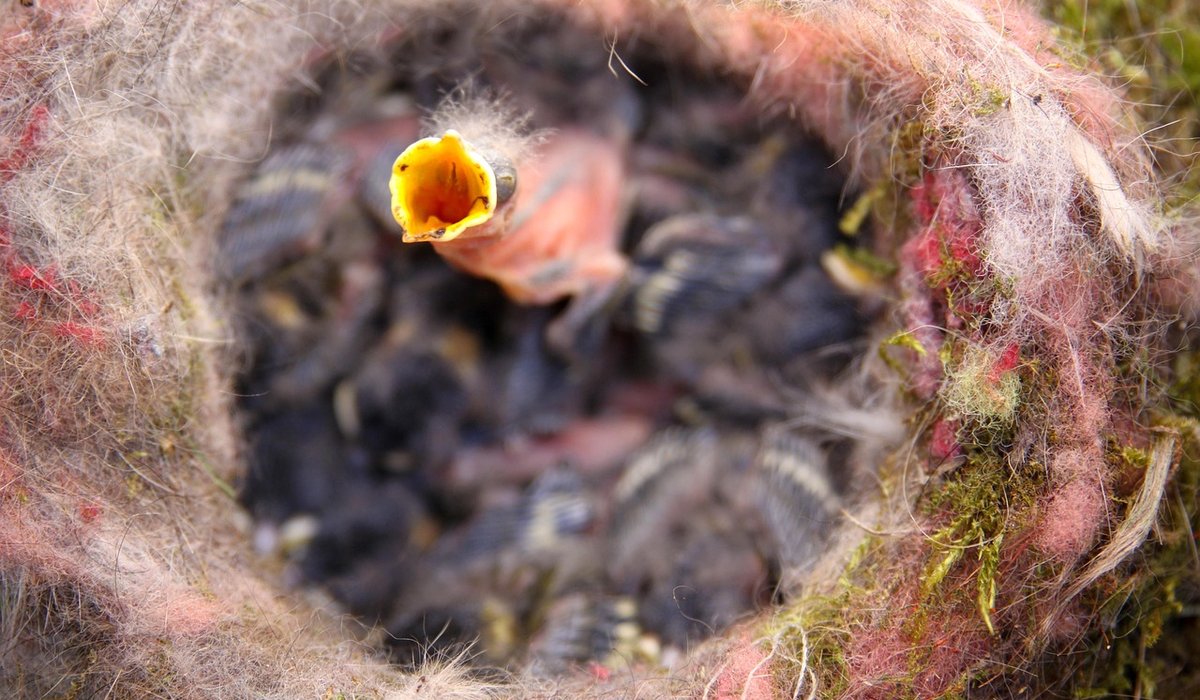 Recognising signs of disease in garden birds