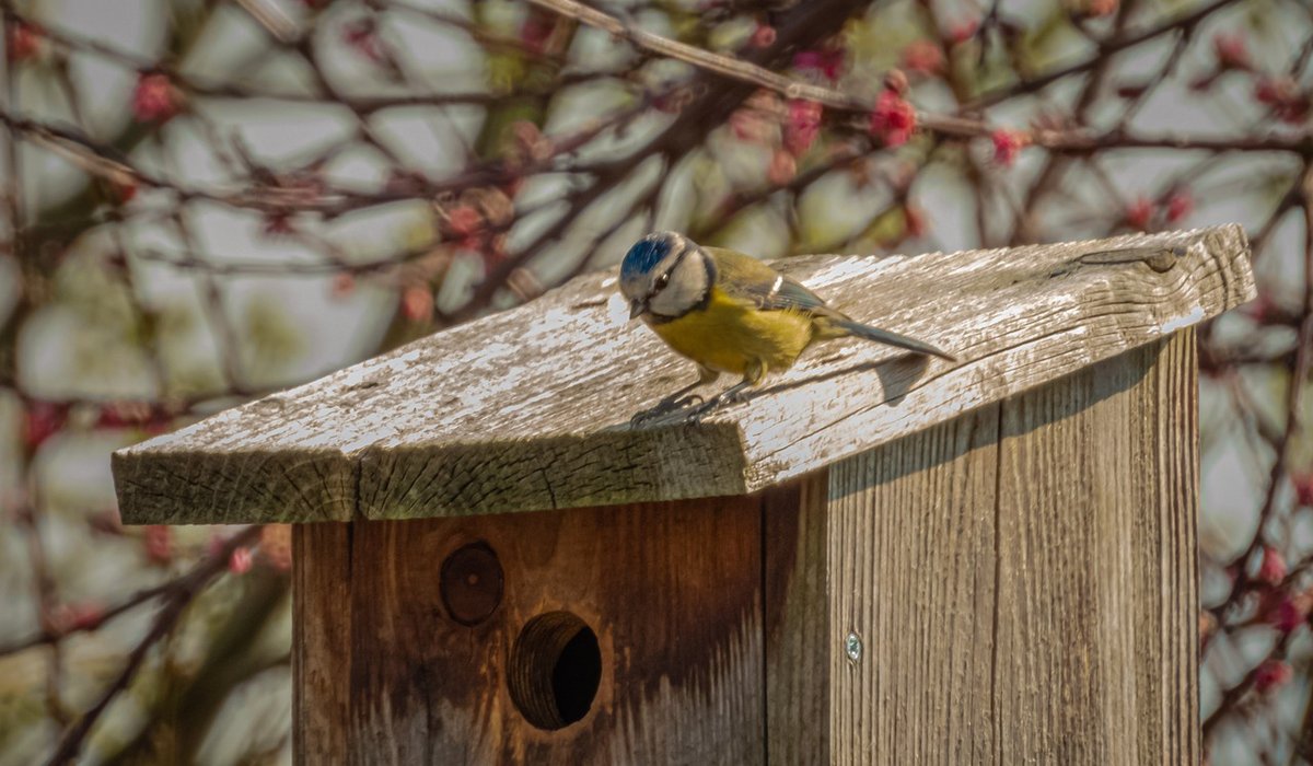 The difference between house sparrows and dunnocks