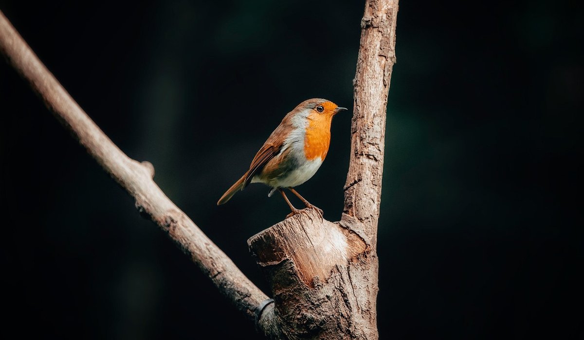 When to put up nest boxes for garden birds